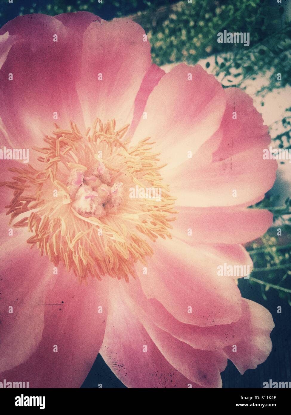 Peony in full bloom - Smartphone Captured Stock Image
