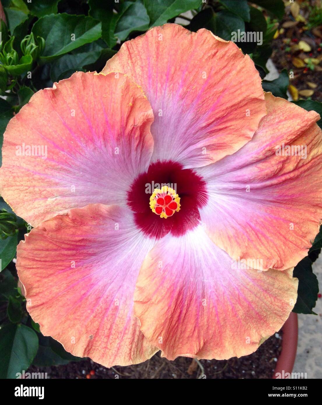 Rum runner Cajun Hibiscus Stock Photo Alamy