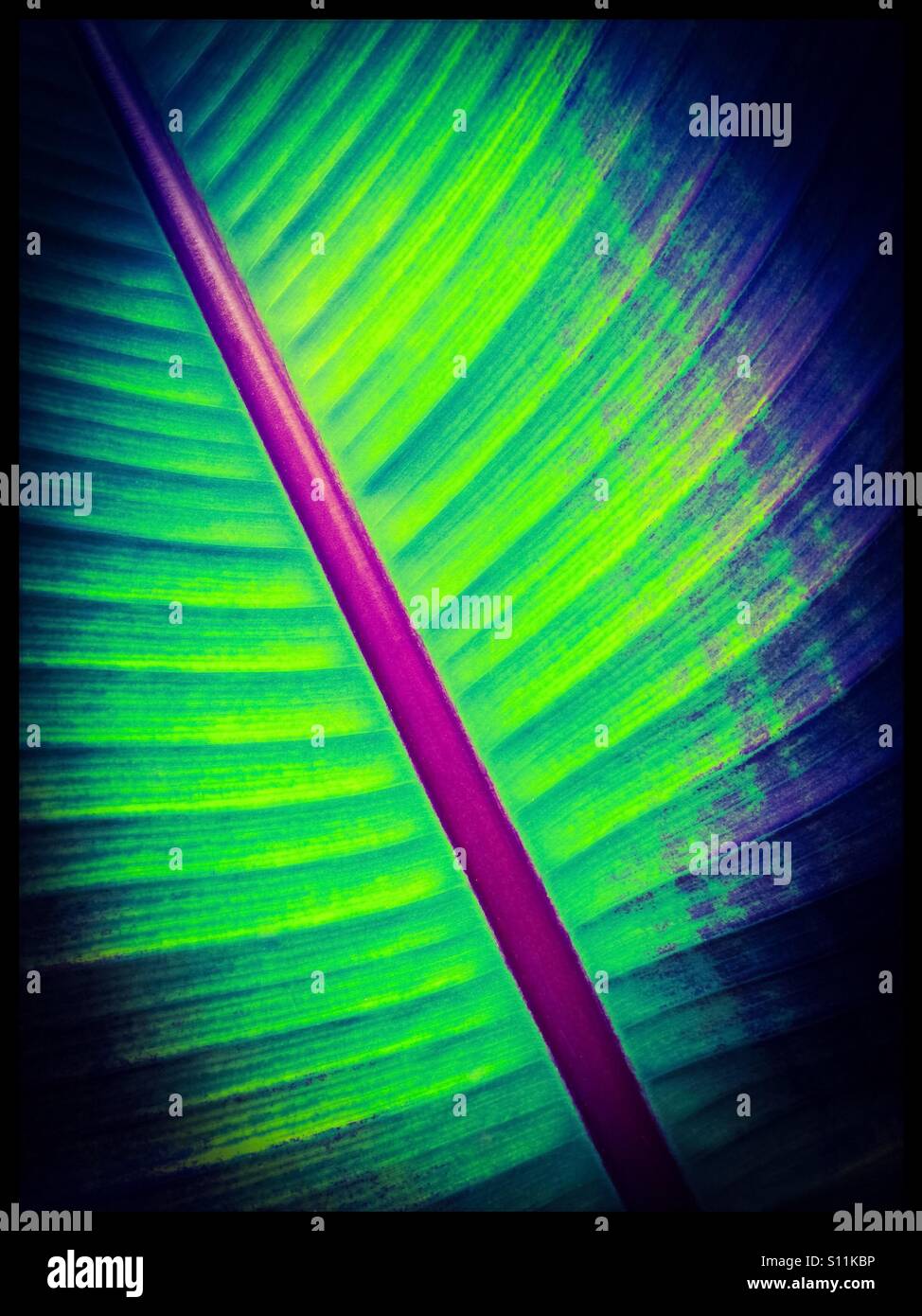 Palm frond. - Smartphone Captured Stock Image
