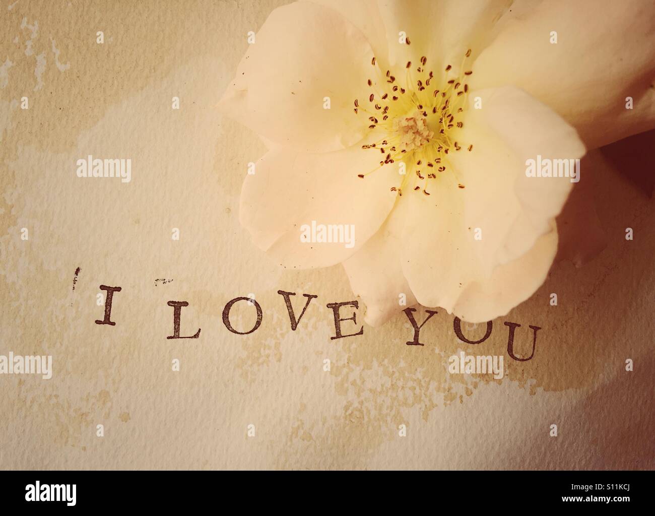 Pale rose and I love you words Stock Photo