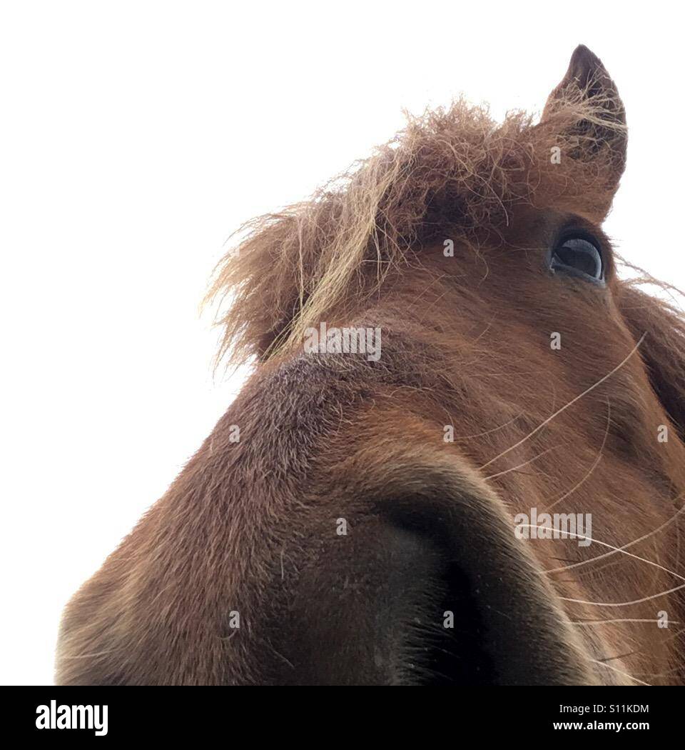 Horse / pony selfie Stock Photo Alamy