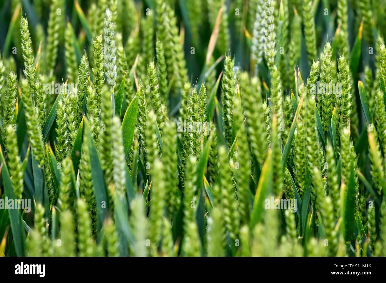 Detailed close up of wheat Stock Photo