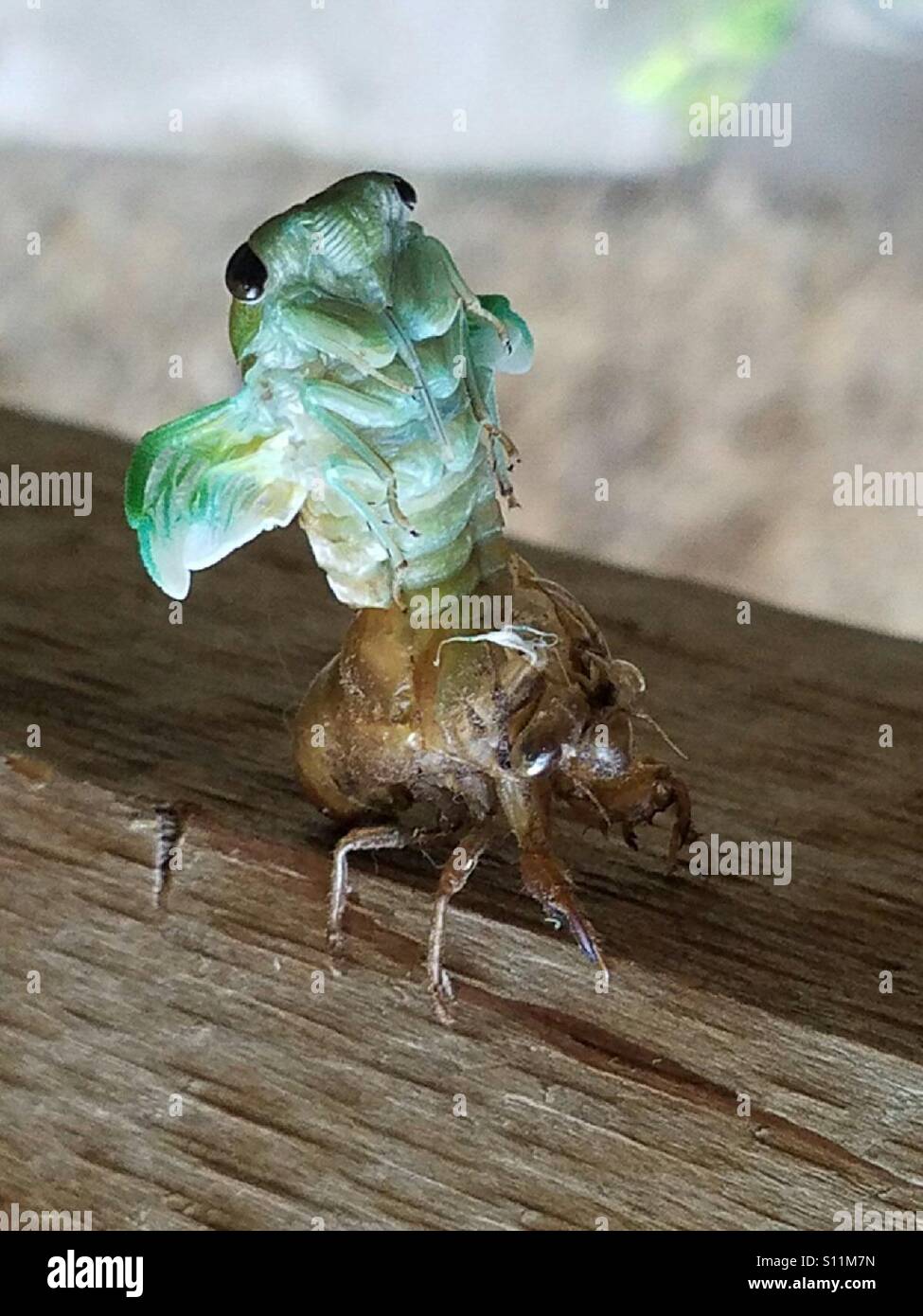 Locust coming out of its shell. How cool is this? I always see the