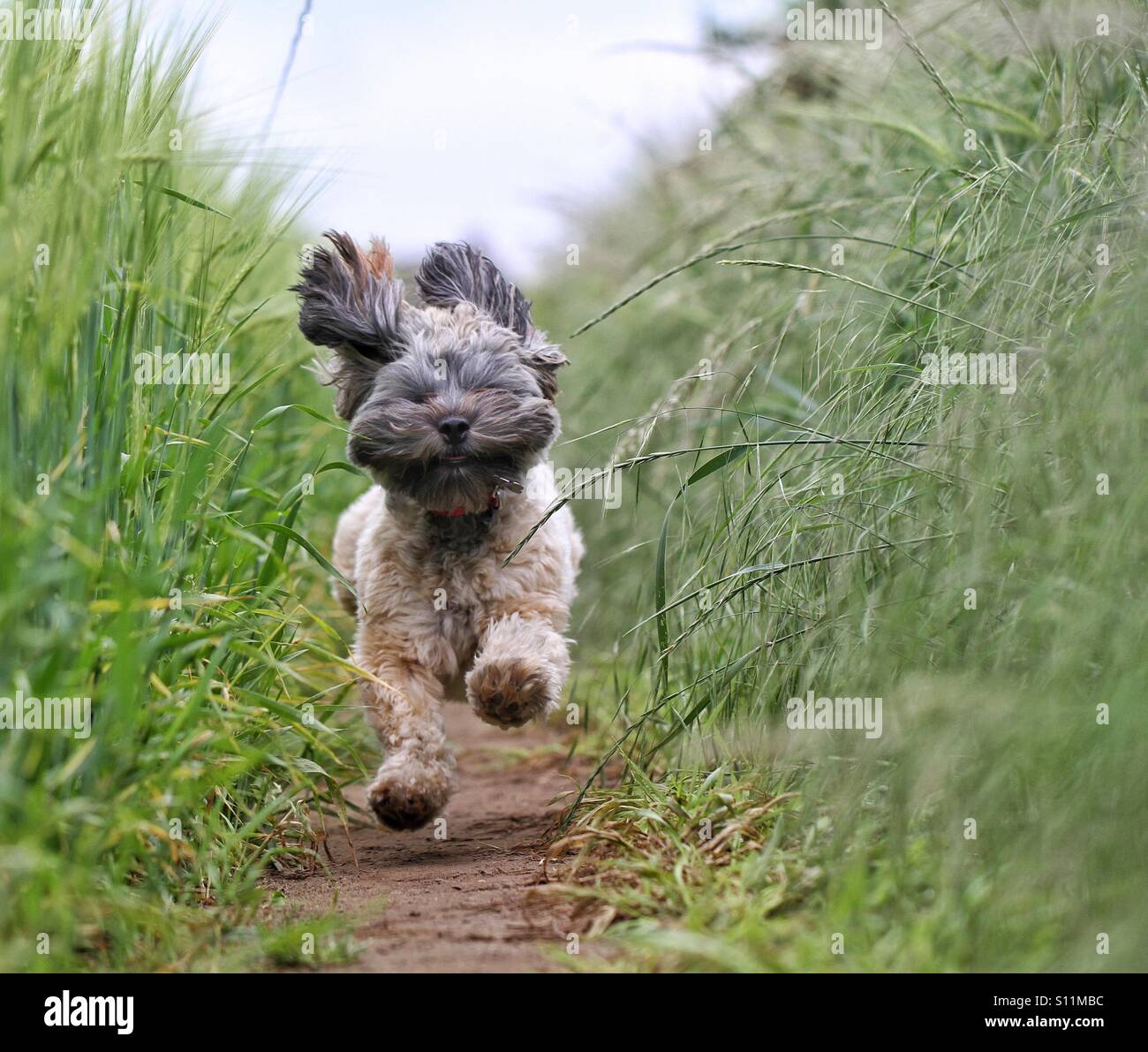 A hairy dog running fast through a field of wheat with all four feet off the ground. Stock Photo