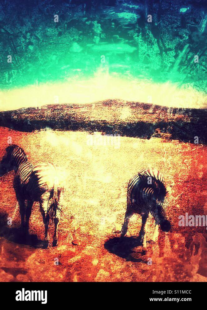 Burchell's Zebra, Hluhluwe-iMfolozi park game reserve, KwaZulu Natal province, South Africa - Smartphone Captured Stock Image