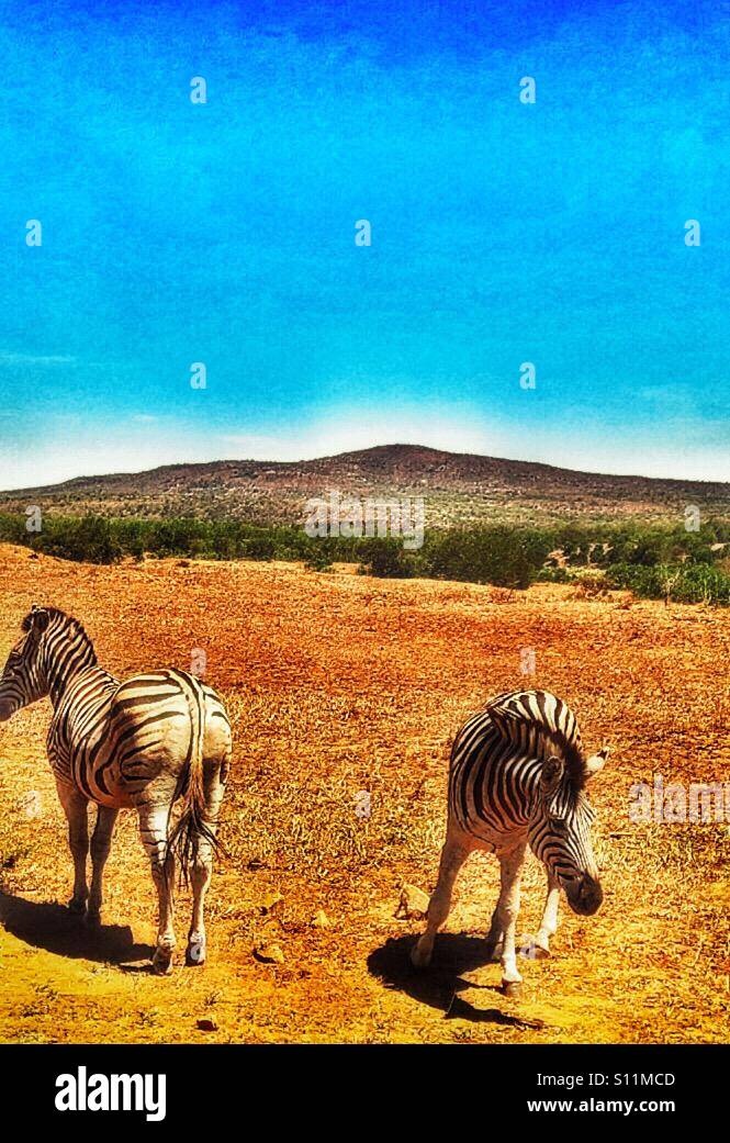 Burchell's zebra, Hluhluwe-iMfolozi Park, KwaZulu Natal province, South Africa - Smartphone Captured Stock Image