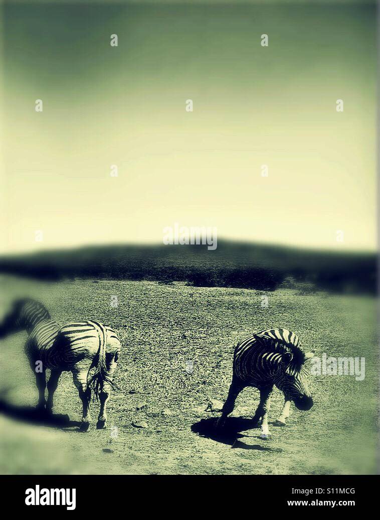 Burchell's zebra, Hluhluwe-iMfolozi park game reserve, KwaZulu Natal province, South Africa - Smartphone Captured Stock Image