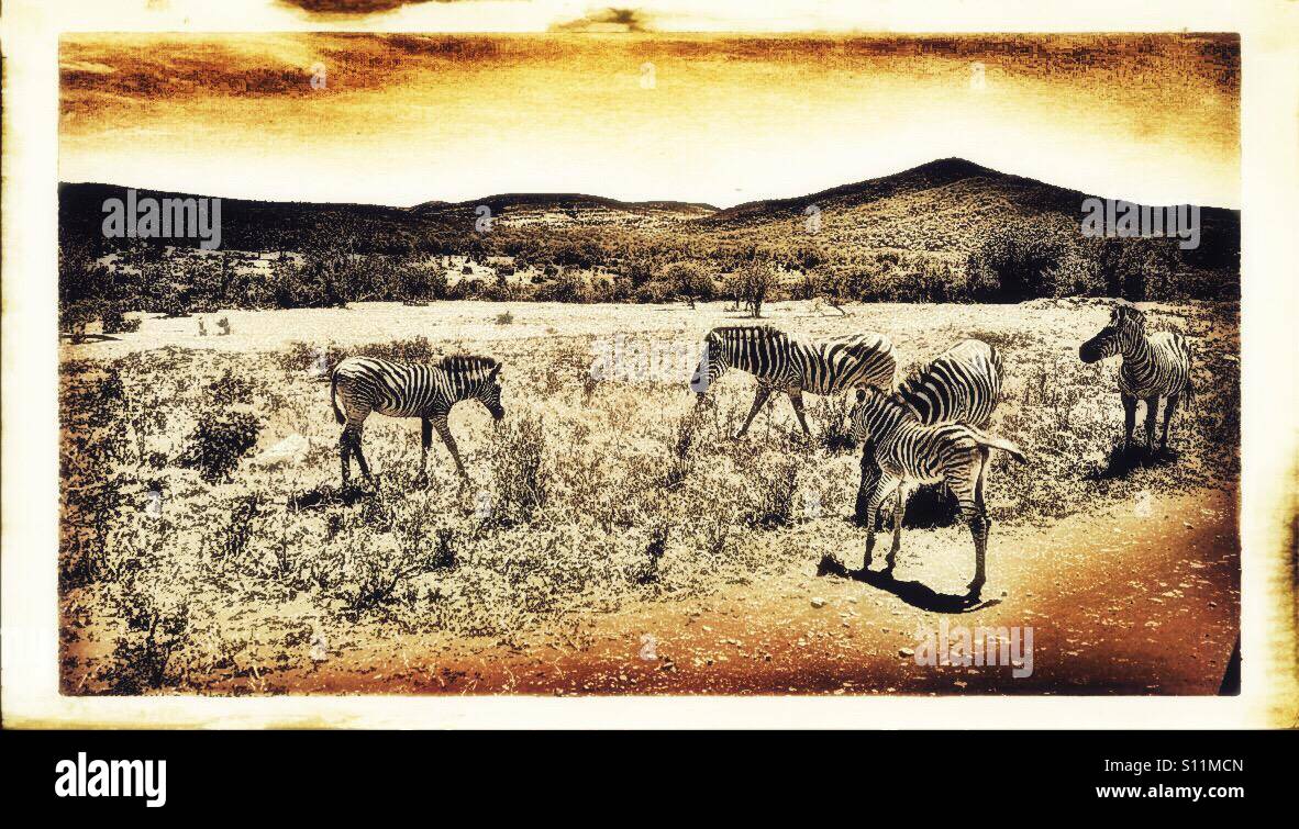 Burchell's zebra, Hluhluwe-iMfolozi Park, KwaZulu Natal province, South Africa - Smartphone Captured Stock Image