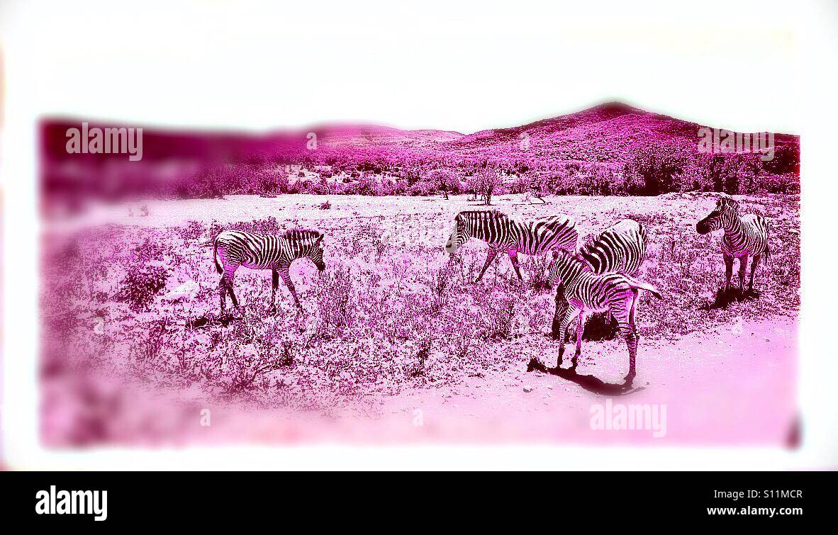 Burchell's zebra, Hluhluwe-iMfolozi game reserve, KwaZulu Natal province, South Africa - Smartphone Captured Stock Image