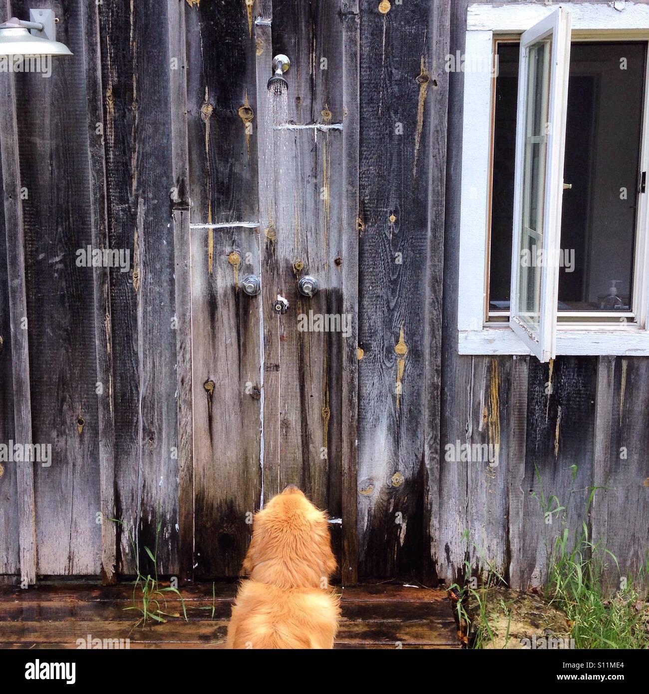 Outdoor shower with dog Stock Photo Alamy