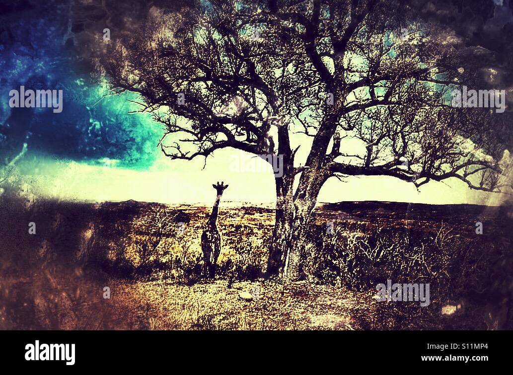 Giraffe, Hluhluwe-iMfolozi park game reserve, KwaZulu Natal province, South Africa - Smartphone Captured Stock Image