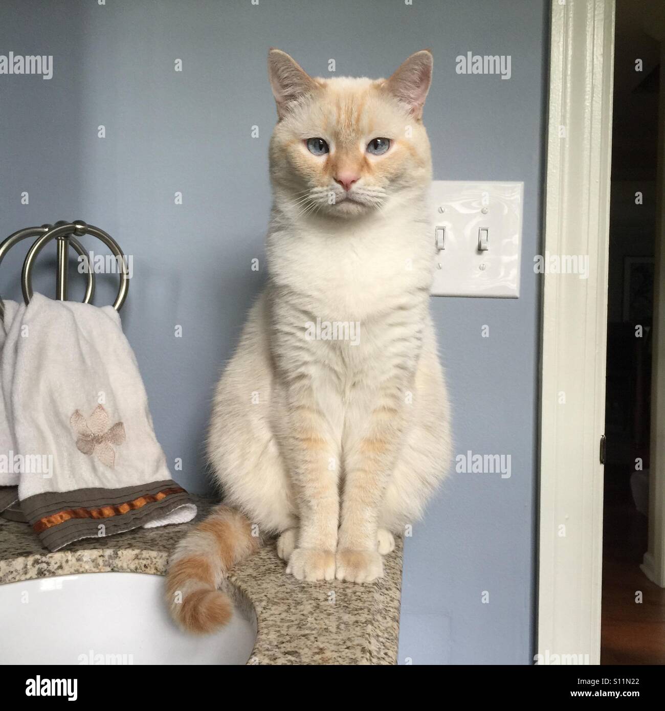 A white cat sitting on the edge of a sink. - Smartphone Captured Stock Image