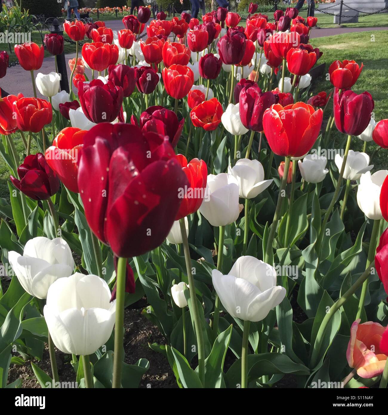 Tiptoe Through The Tulips Stock Photos Tiptoe Through The Tulips