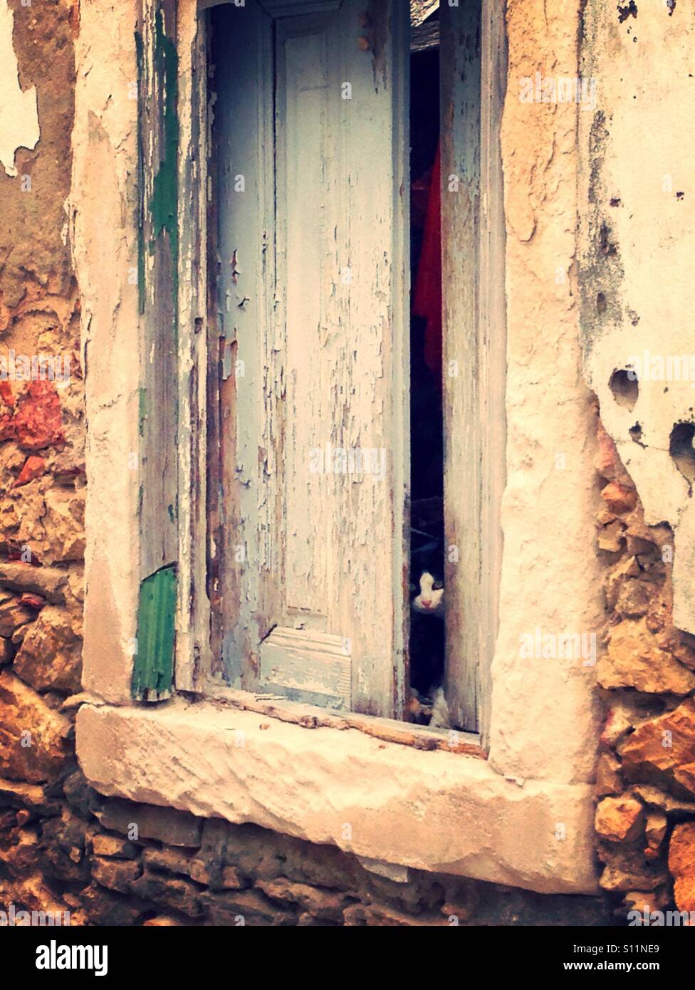 Cat looking outside - Smartphone Captured Stock Image