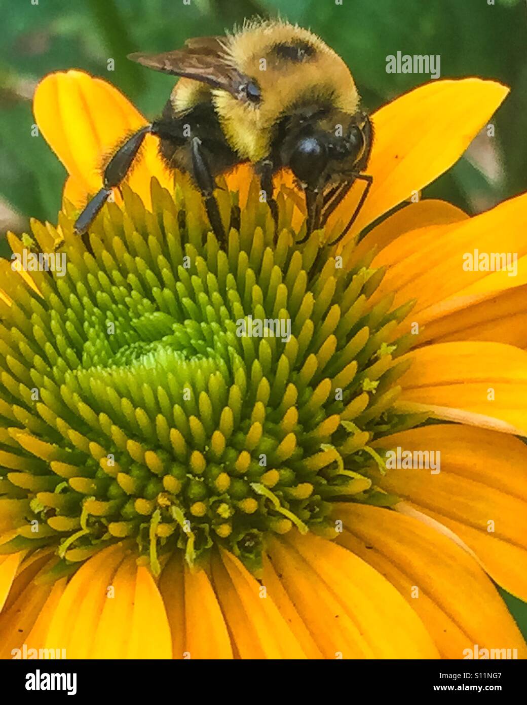 Bumble Bee pollinating a flower. - Smartphone Captured Stock Image