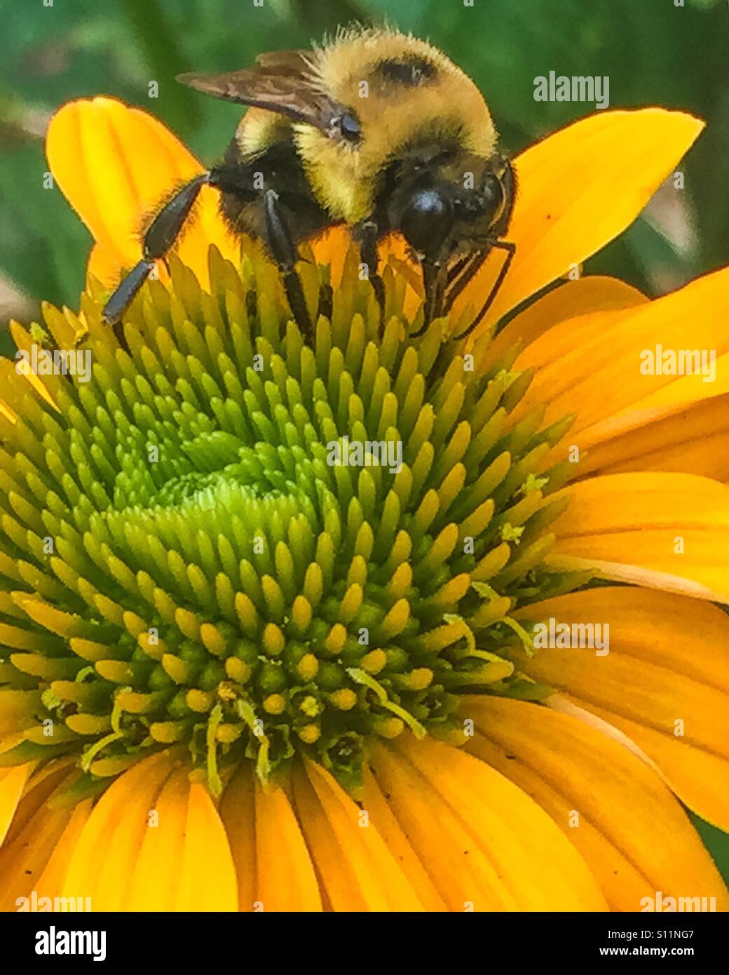Bumble Bee pollinating a flower. Stock Photo