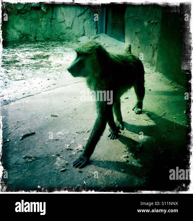 The Omen - Smartphone Captured Stock Image