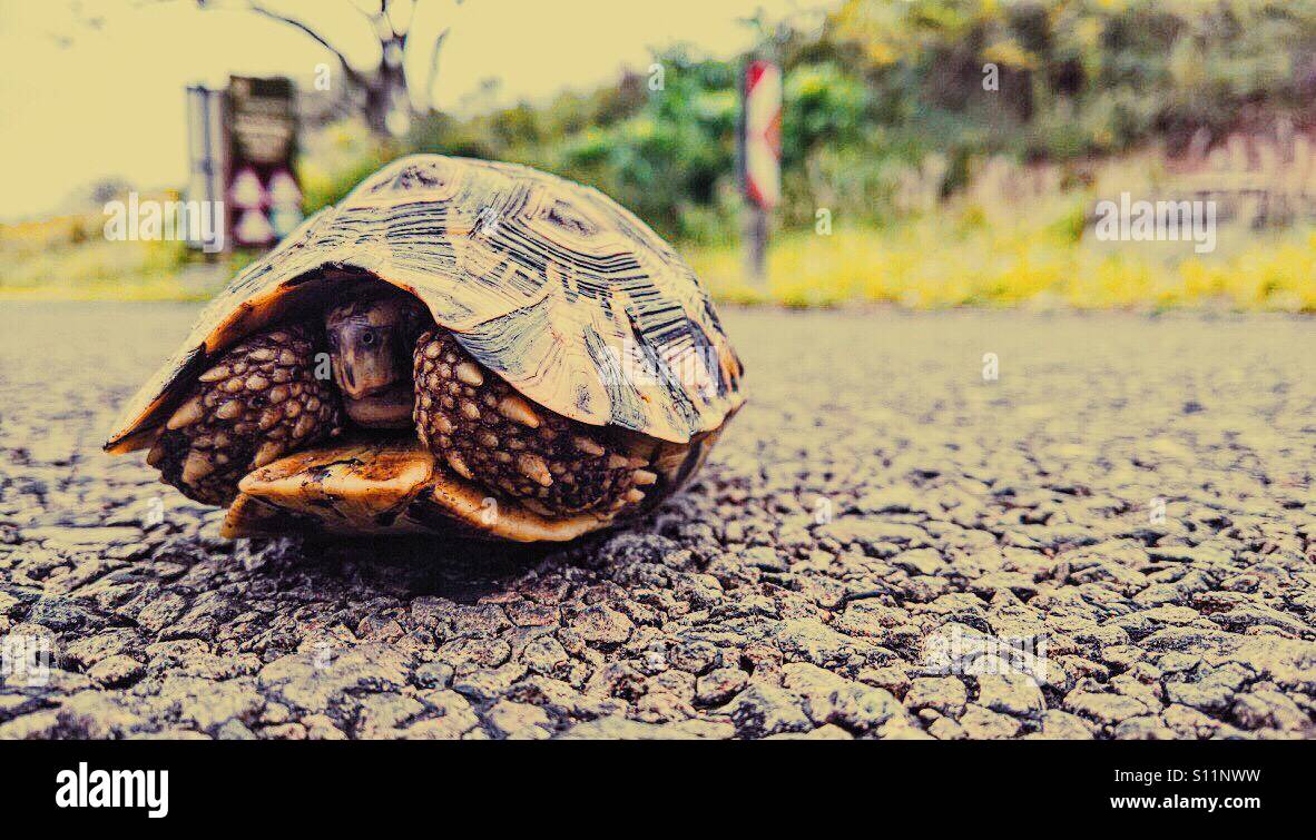 Leopard tortoise, ISimangaliso Wetland Park, KwaZulu Natal province, South Africa - Smartphone Captured Stock Image
