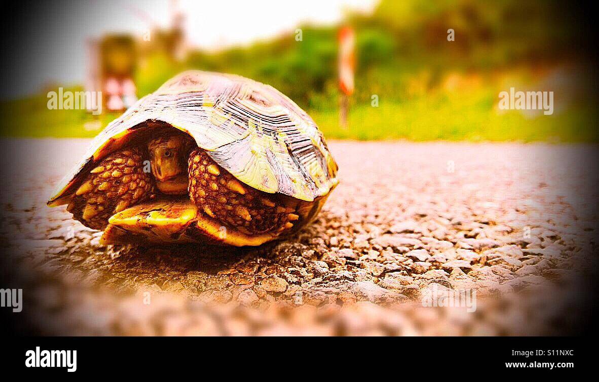 Leopard tortoise, ISimangaliso Wetland Park, KwaZulu Natal, South Africa - Smartphone Captured Stock Image