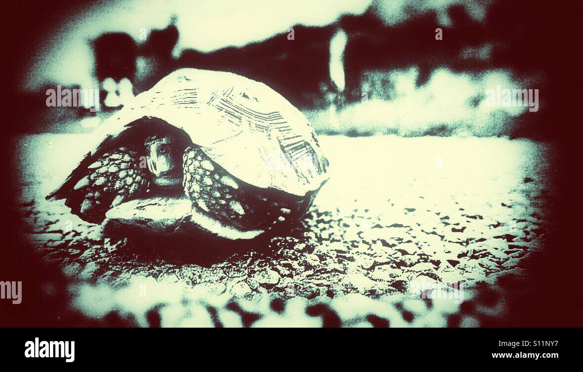 Leopard tortoise, ISimangaliso Wetland Park, KwaZulu Natal, South Africa - Smartphone Captured Stock Image