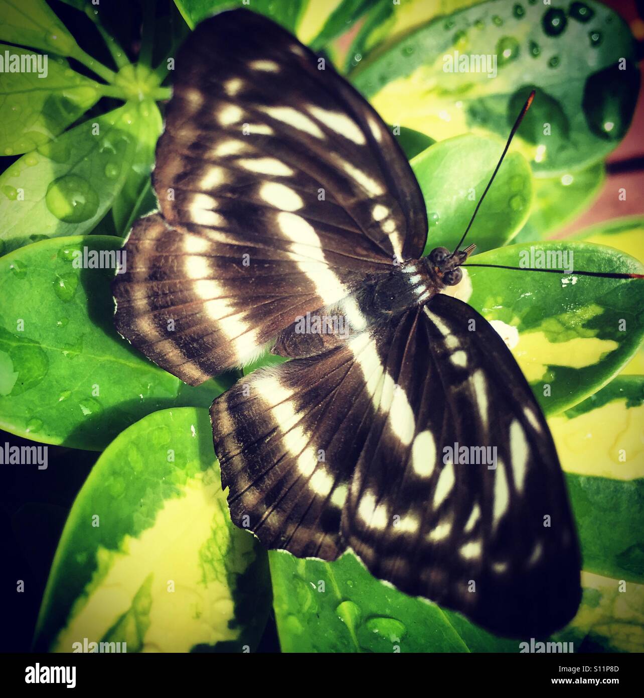It's a photo of a butterfly which drinks water on a leaf - Smartphone Captured Stock Image