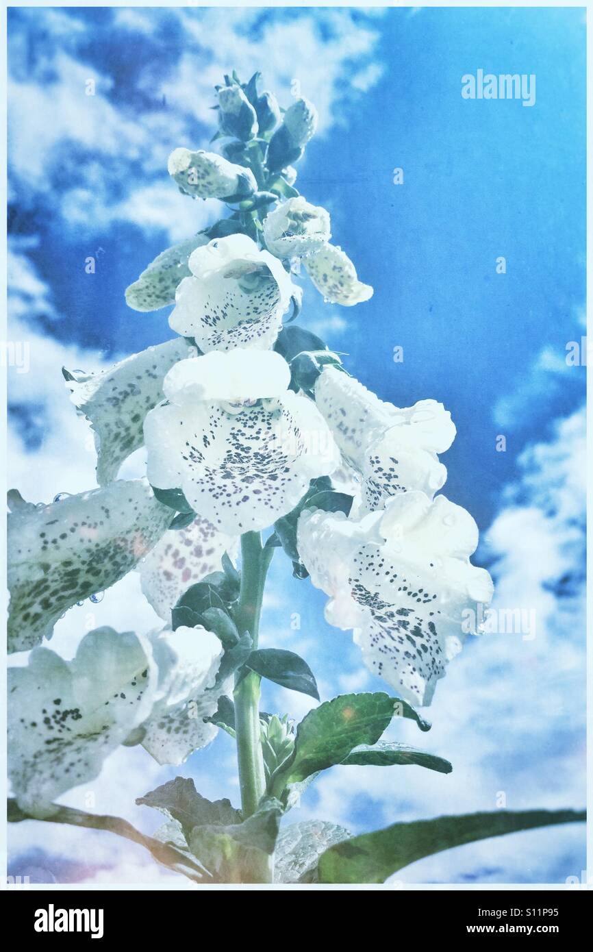 Bellflower against a blue sky and white clouds Stock Photo