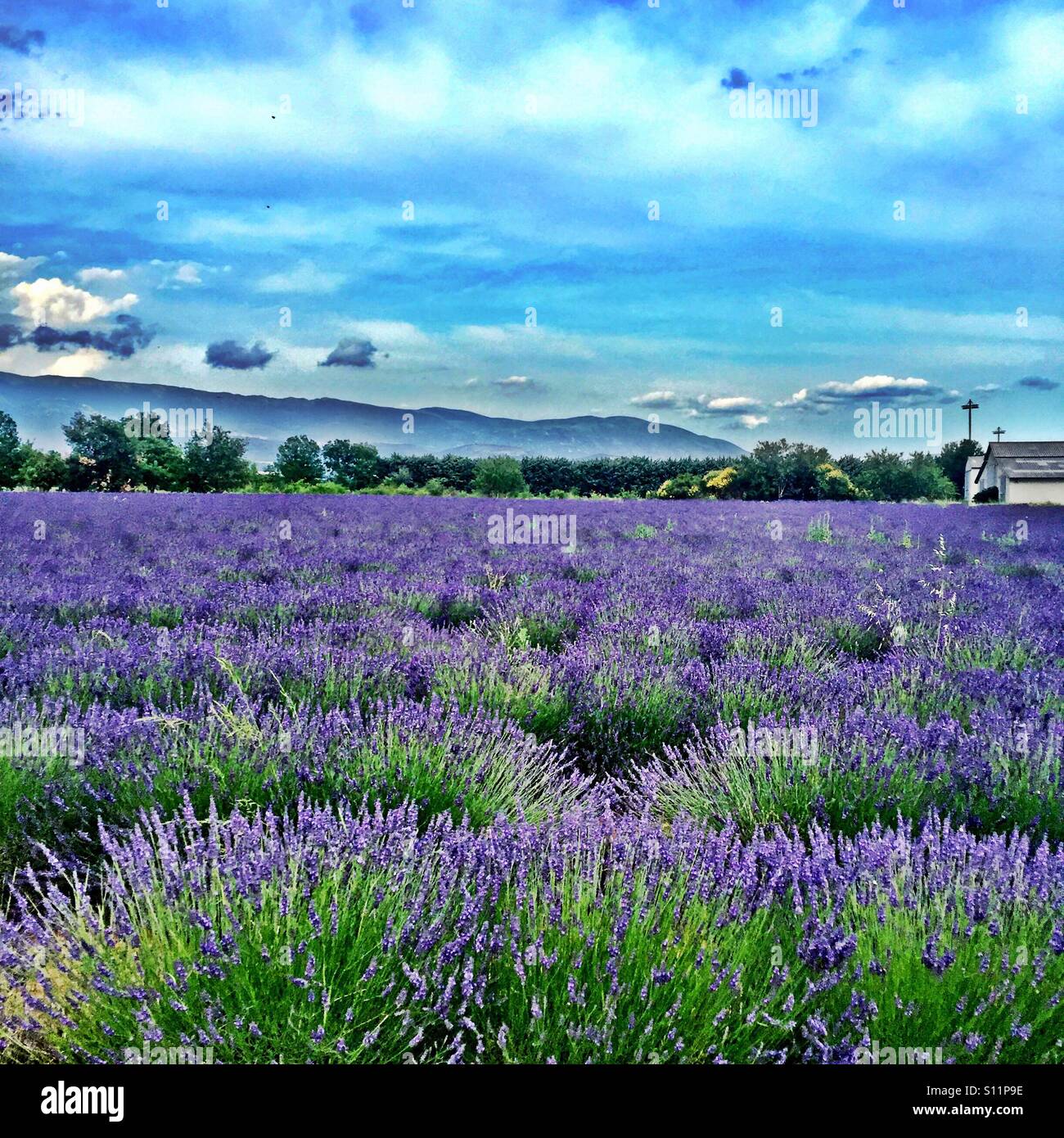 Lavender fields with house at background in Provence, France, plateau de valensole Stock Photo