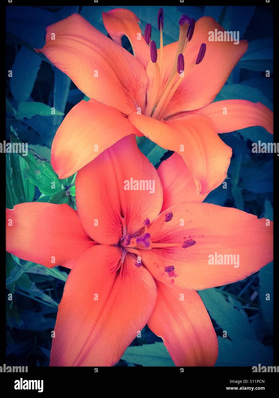 Orange Lillies. Stock Photo