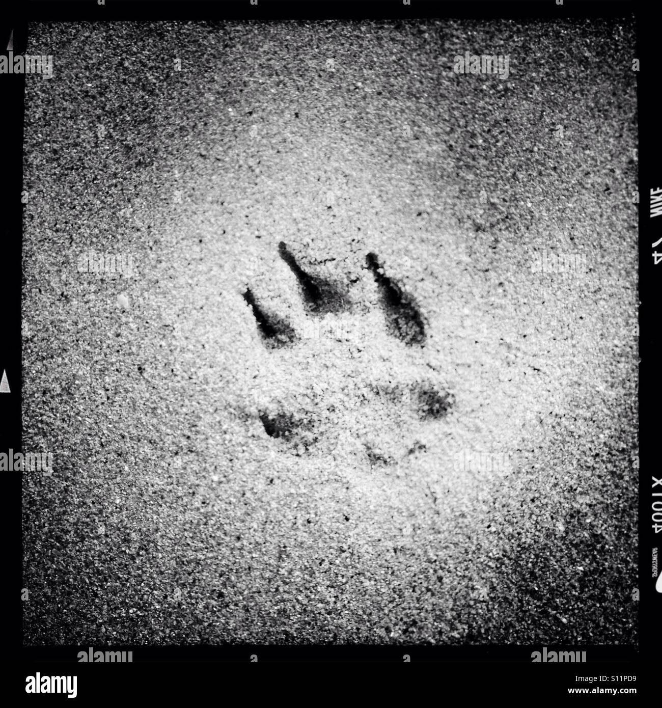 Paw print in sand - Smartphone Captured Stock Image