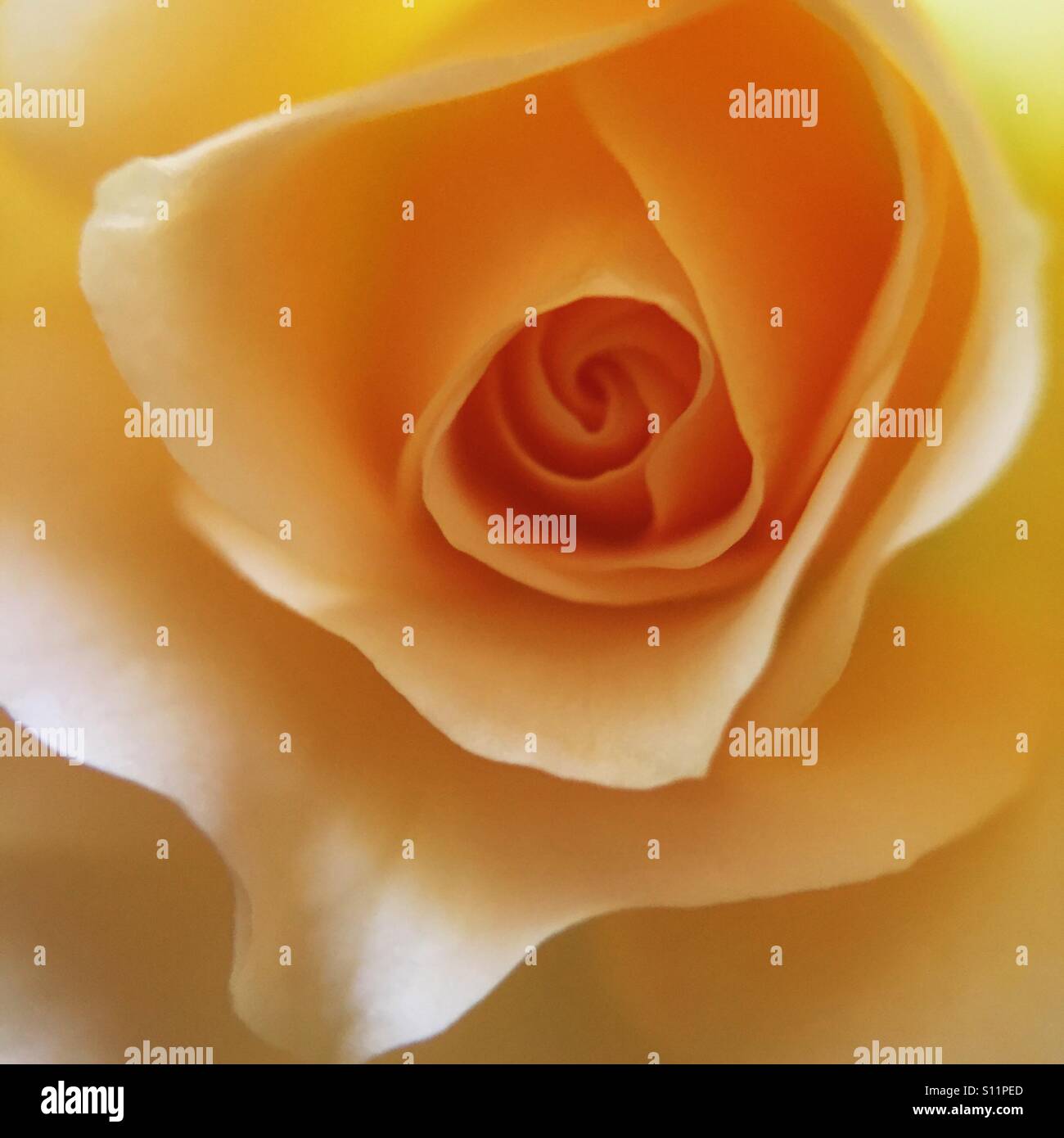 Opening rose hires stock photography and images Alamy
