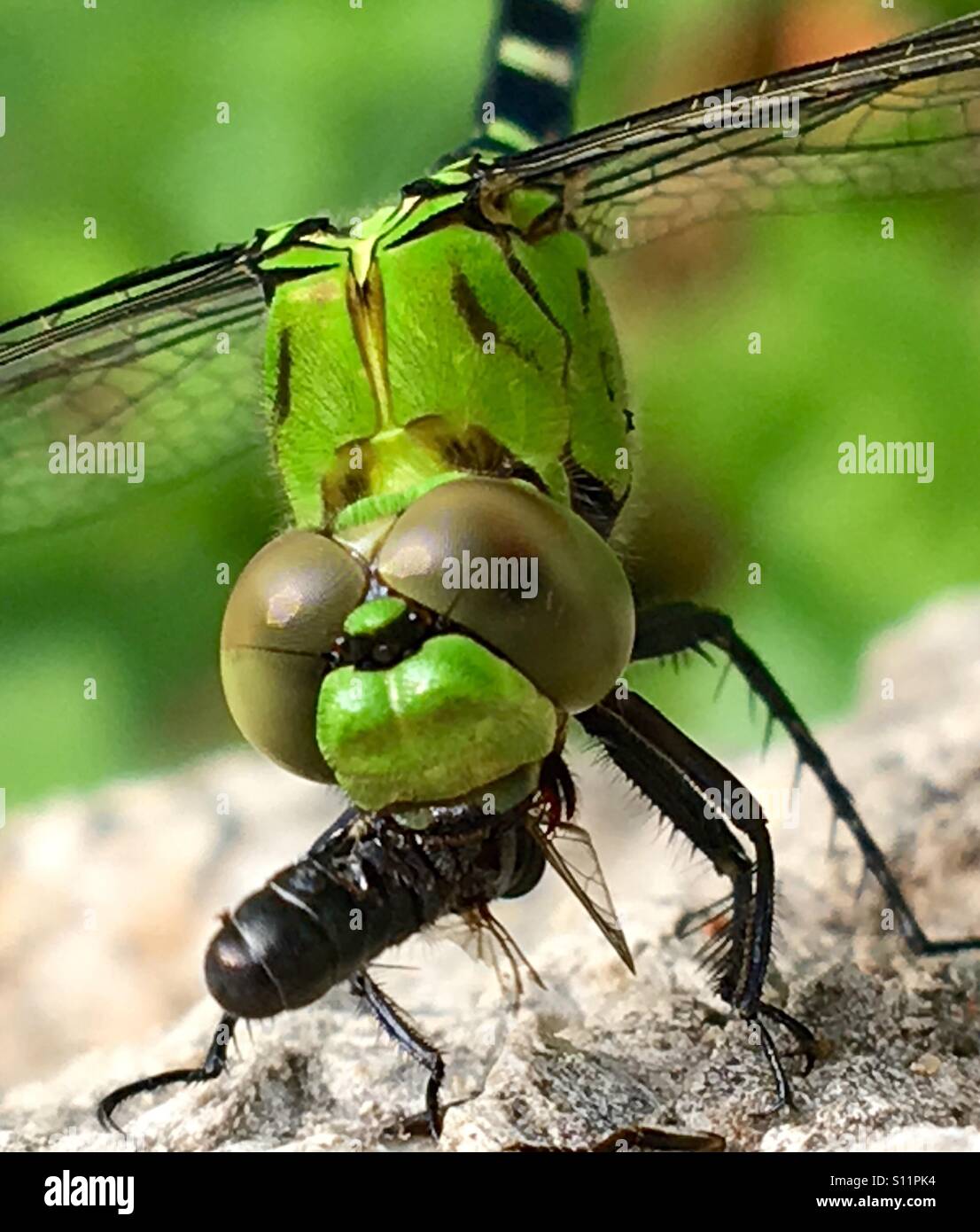 Dragonfly eating a fly Stock Photo Alamy