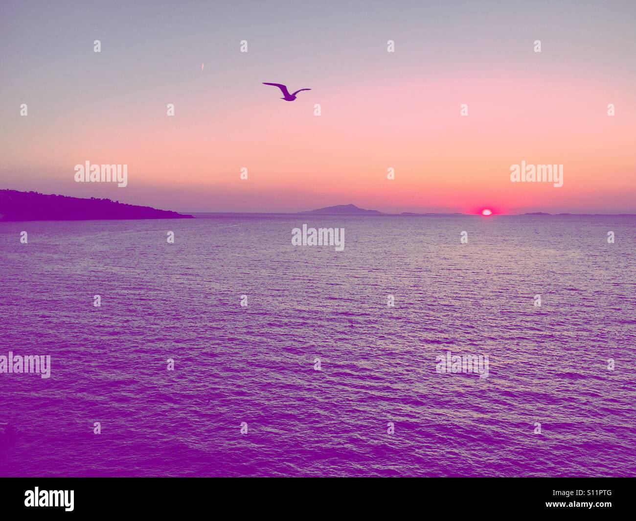 Bird at sunset - Smartphone Captured Stock Image