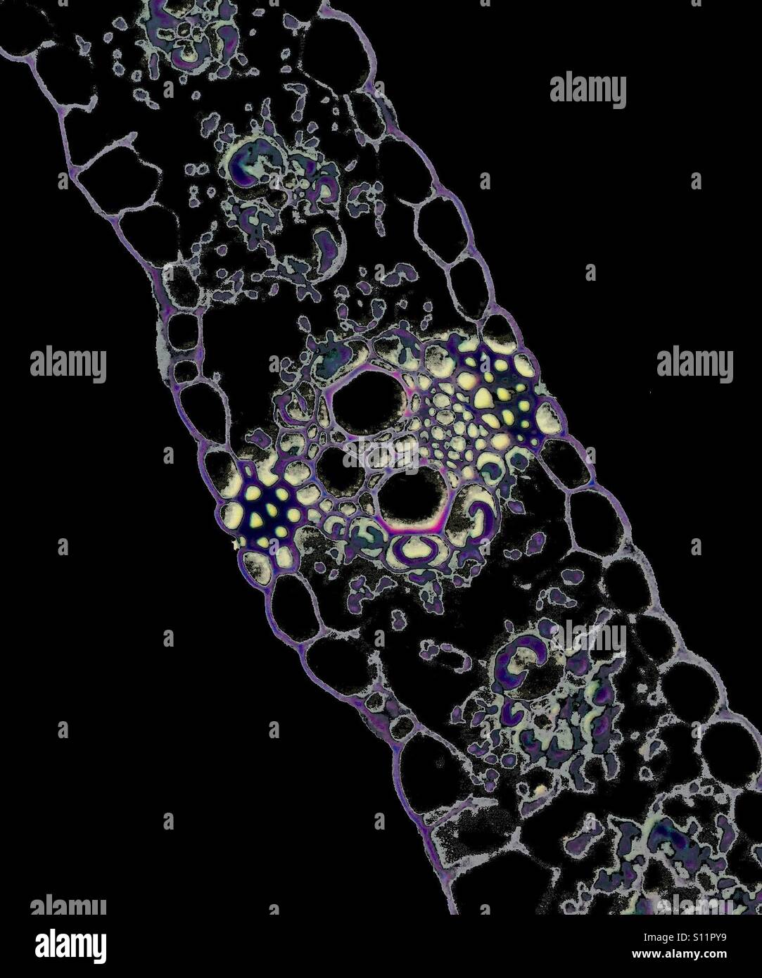 Micro image of a cross section of a plant. - Smartphone Captured Stock Image