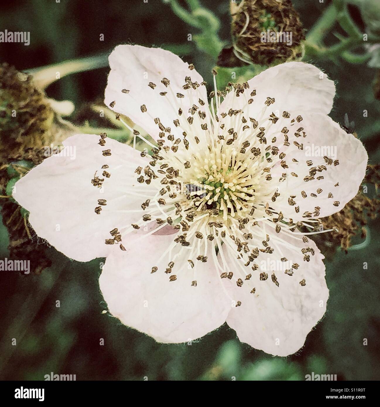 Blackberry blossom hires stock photography and images Alamy