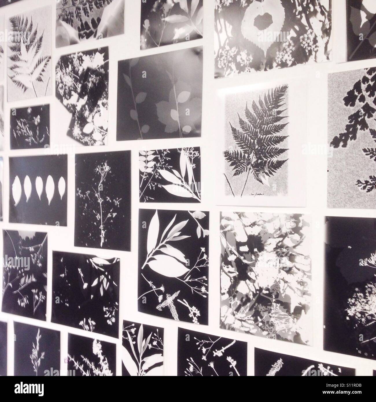 Wall covered in photograms - Smartphone Captured Stock Image