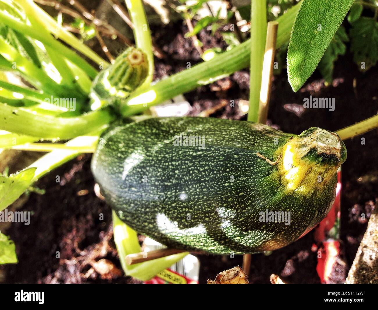 Courgette growing in a garden. - Smartphone Captured Stock Image