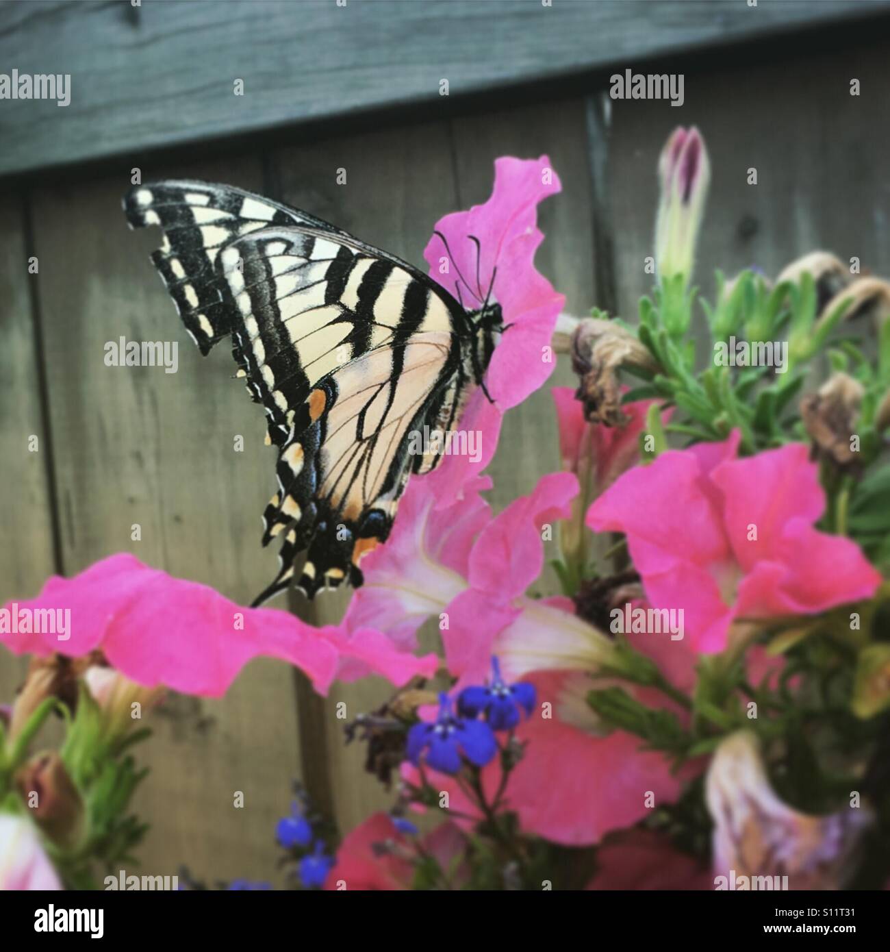 Tiger Swallowtail Butterfly Stock Photo - Alamy