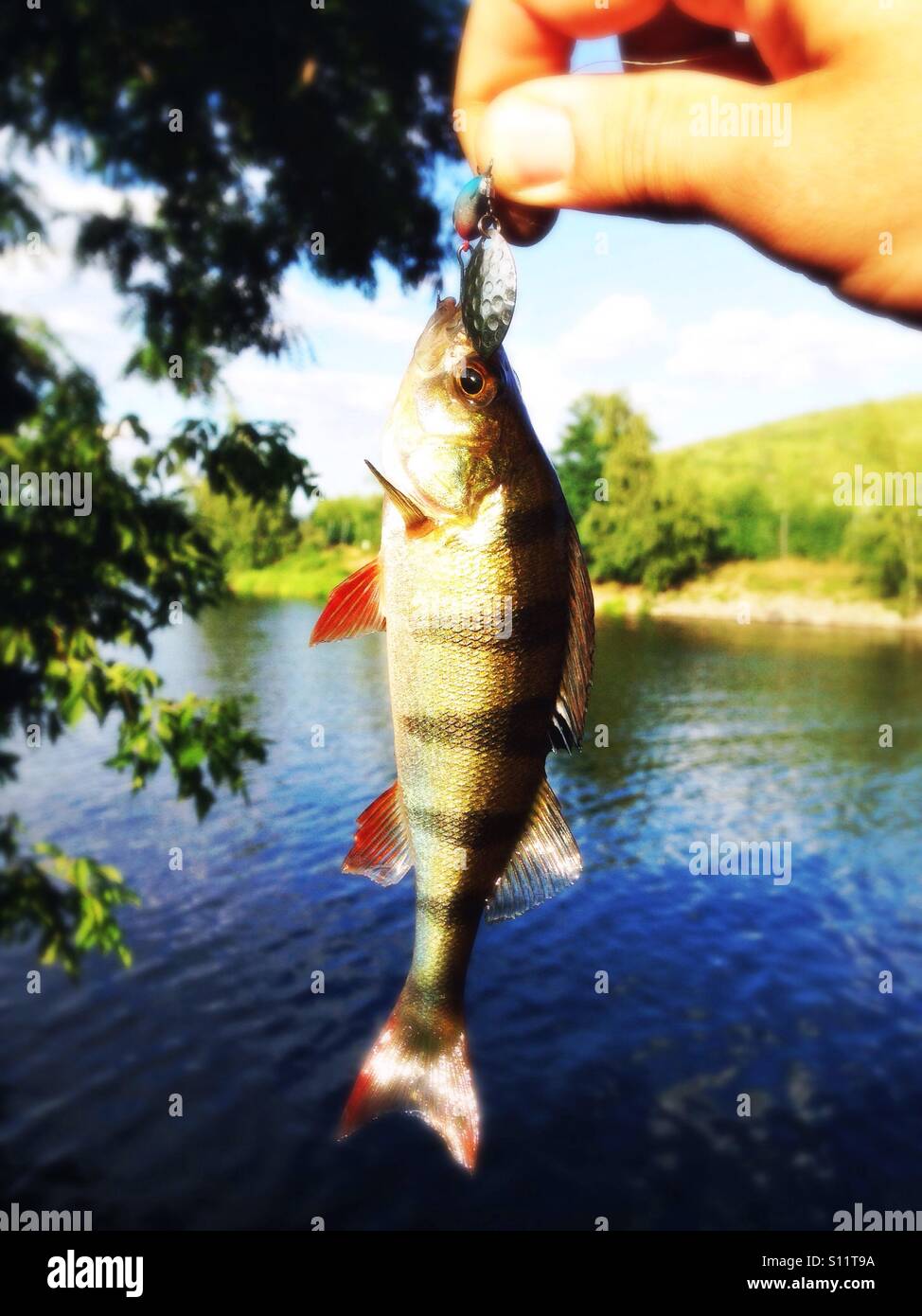 A male hand holding a small European perch caught with a tailspinner spinnerbait with the water of a canal in the background - Smartphone Captured Stock Image