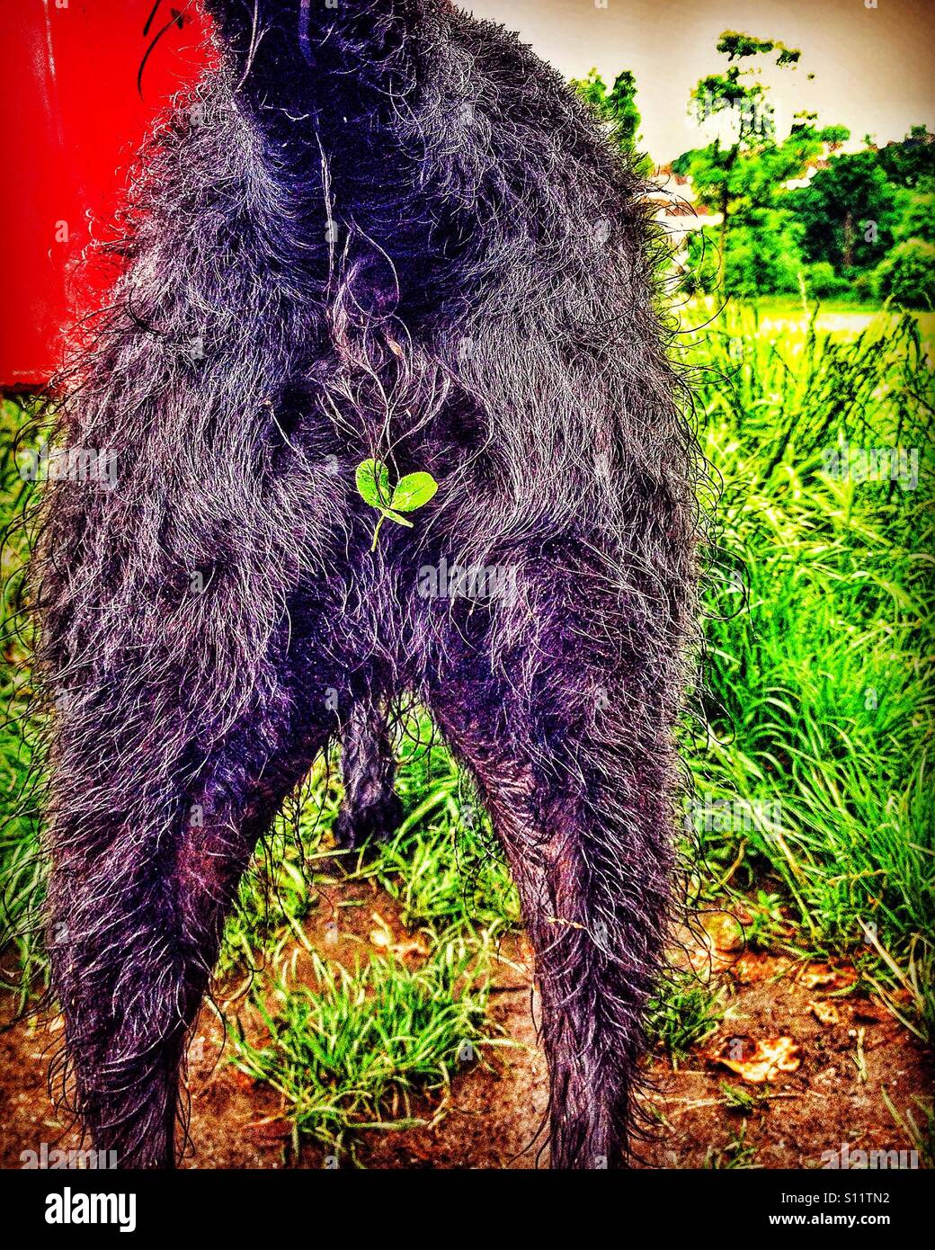Dog with clover stuck to its bottom Stock Photo Alamy