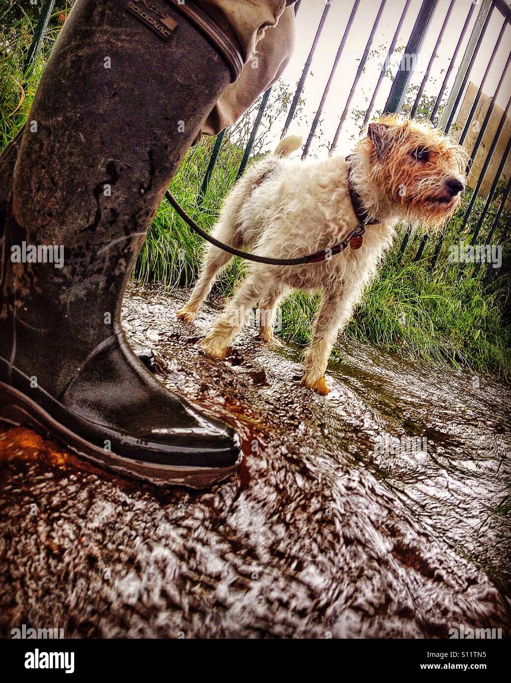 Dog and owner standing in fast flowing rainwater Stock Photo