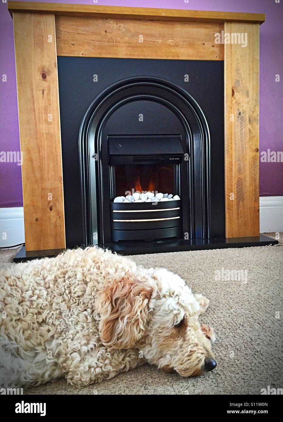 Furry Beige Labradoodle Dog Lying In Front Of An Electric Fire And