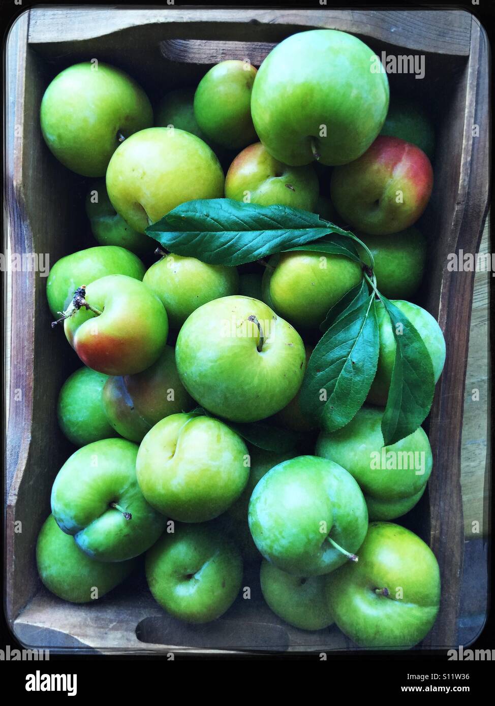 Summer plums in wooden box - Smartphone Captured Stock Image
