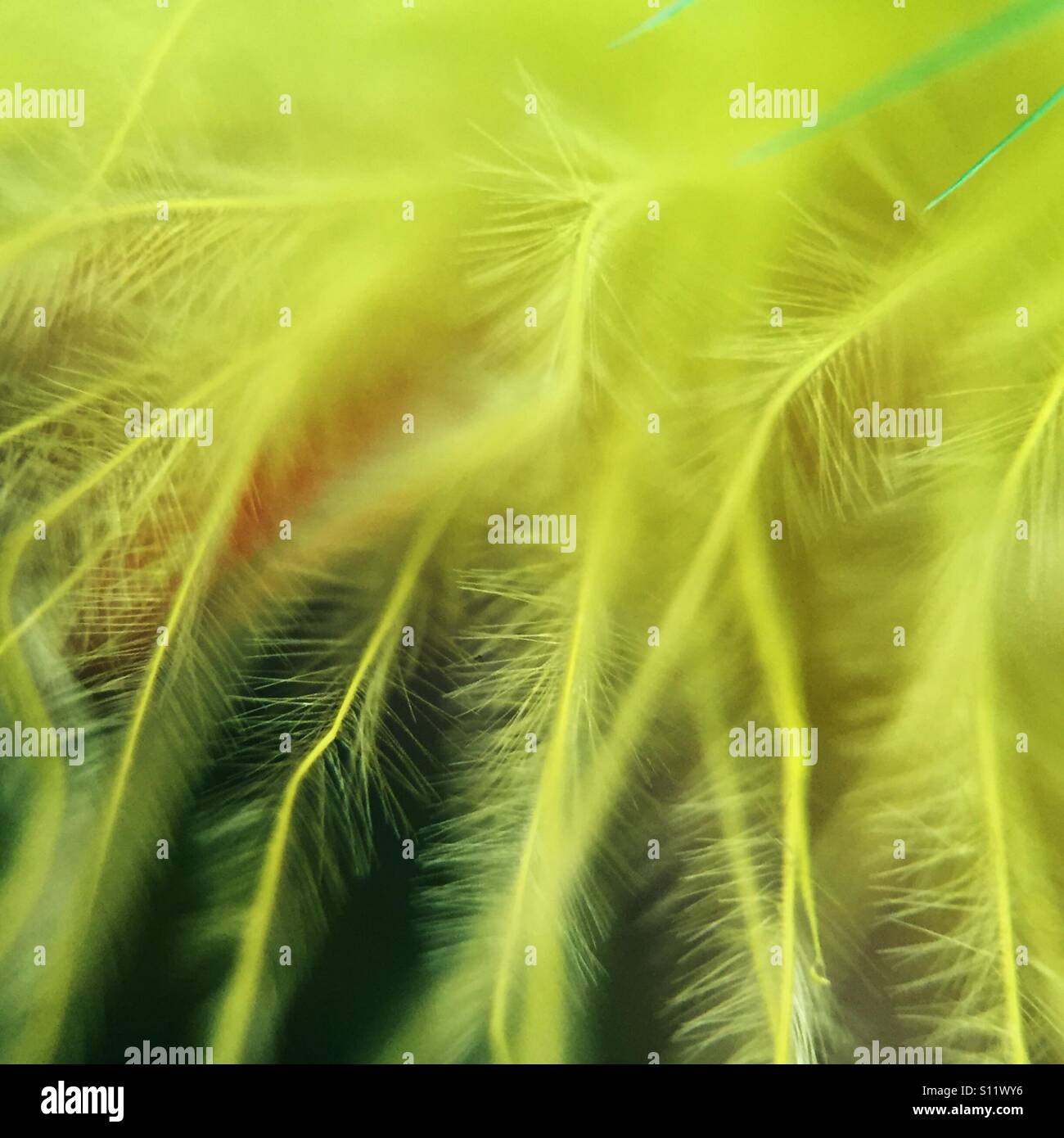 Down feathers hires stock photography and images Alamy