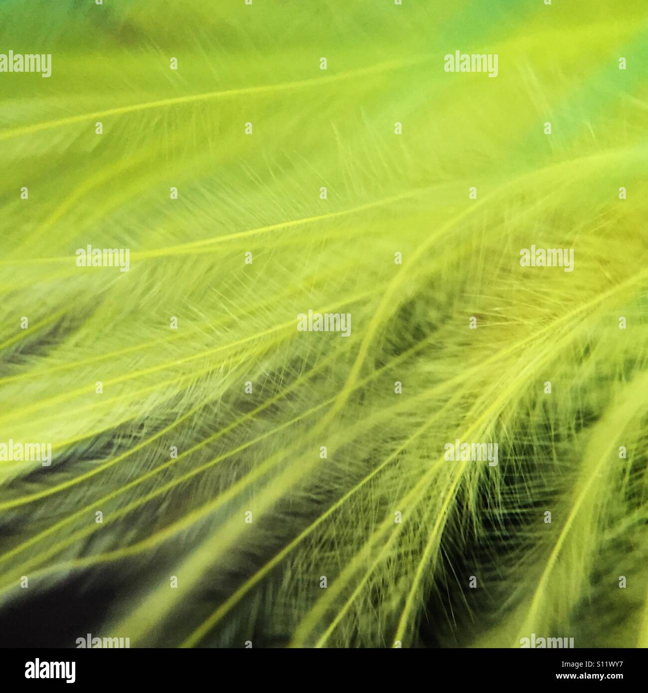 Yellow down feathers Stock Photo Alamy