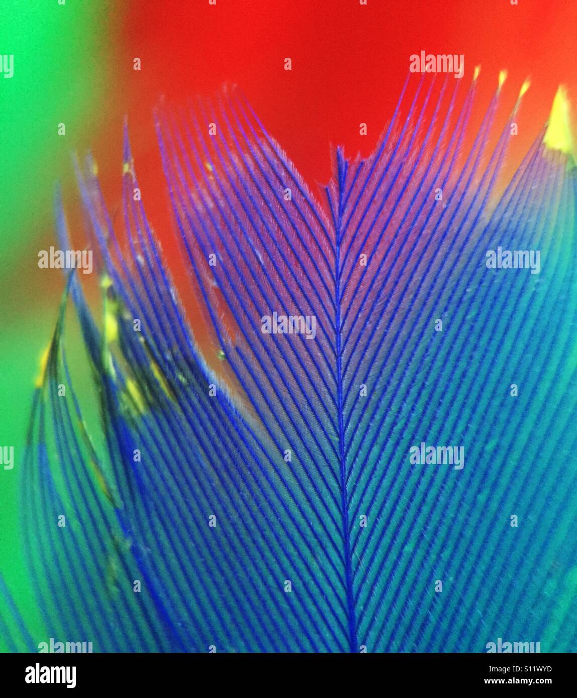 Blue tip hires stock photography and images Alamy