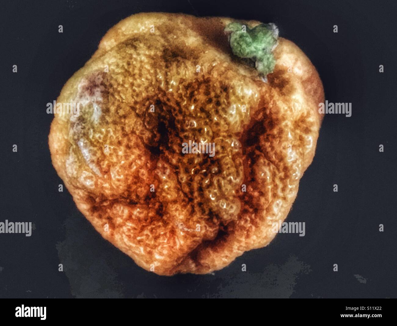 Shrivelled, old, lime. - Smartphone Captured Stock Image