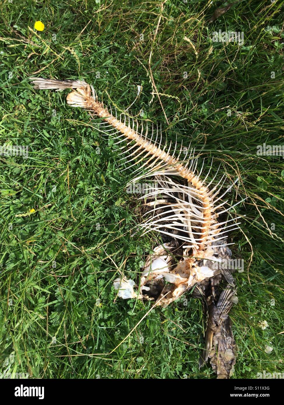 Fish bones hires stock photography and images Alamy