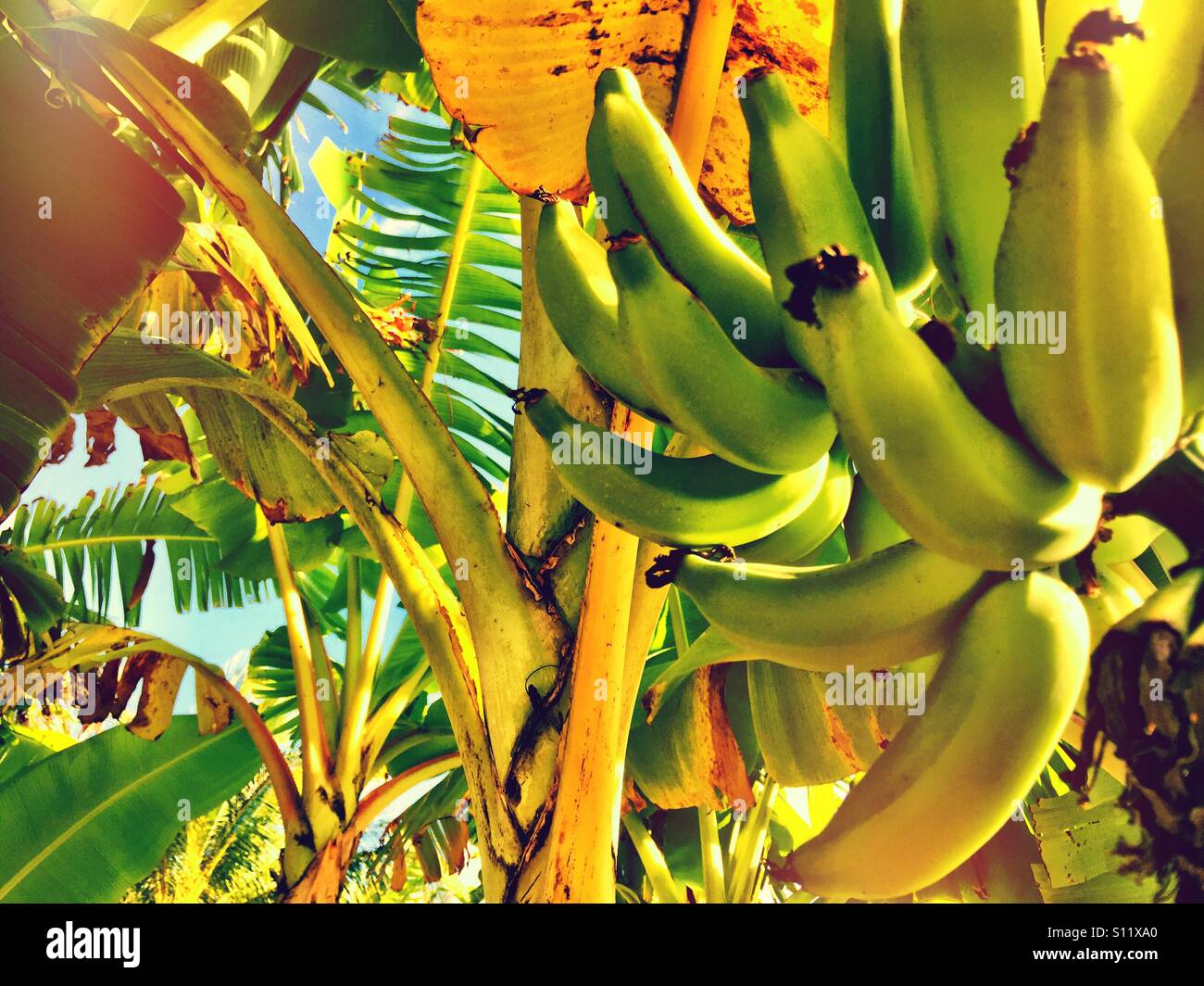 Standing under Tropical Pacific Banana Trees Stock Photo