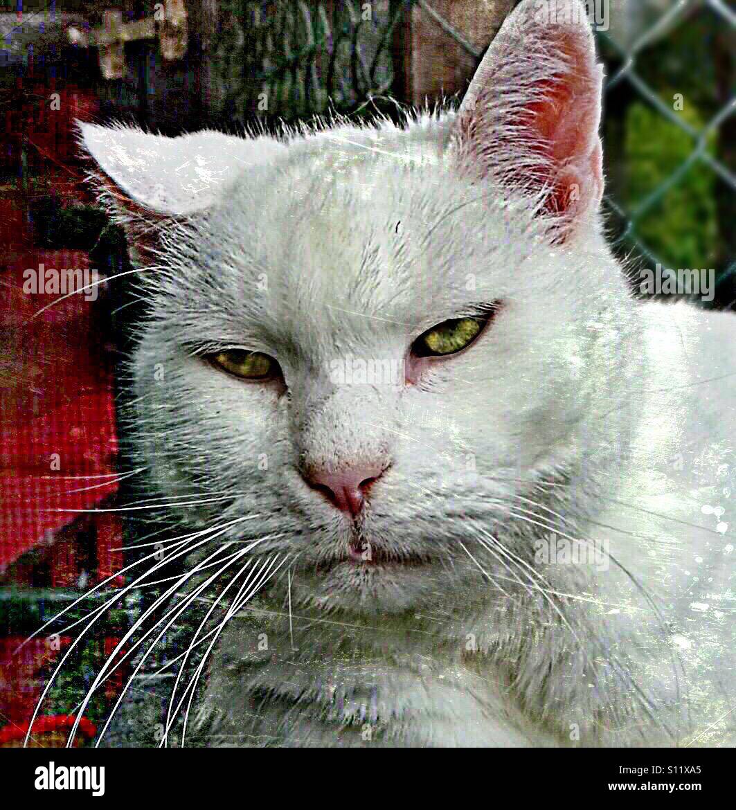 ...angry cat.., very angry..!! - Smartphone Captured Stock Image
