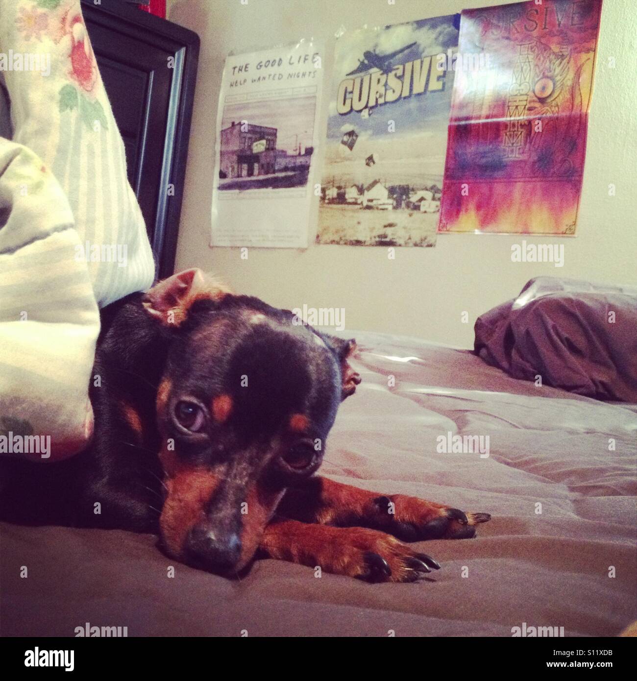 Miracle, the dog, just wants to sleep Stock Photo Alamy